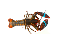 Live Lobster 500Gm-600Gm (Canadian)